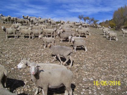 Logotipo de la Asociación Nacional Criadores Ganado Merino