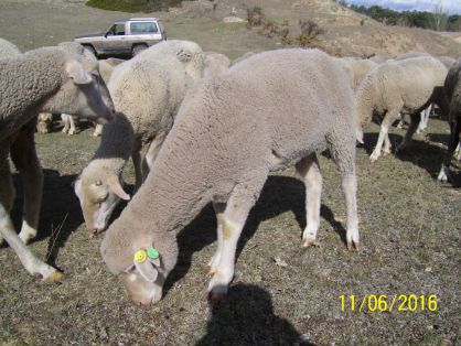 Imagen facilitada por la ASOCIACIÓN NACIONAL DE CRIADORES DE GANADO MERINO.<br/>Crías.