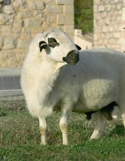  	<br/>Autor: 	ANCRO<br/>Año: 	2010<br/>Sexo: Macho; <br/>Comentario: Semenetal de raza ojalada.