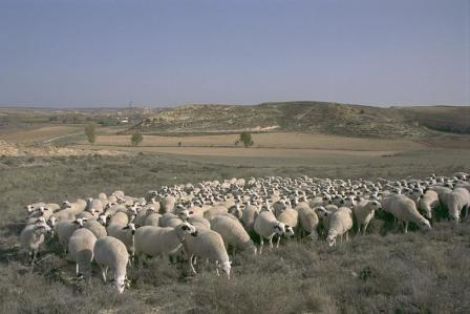 Autor: ANCRO<br/>Año: 2010<br/>Sexo: Rebaño