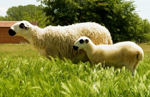 Imagen Ojalada (hembra con cría), fuente MAGRAMA