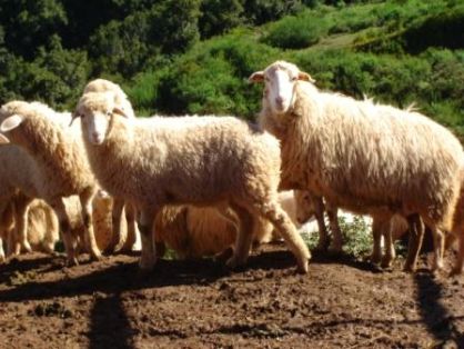 Sexo: Rebaño;<br/>Comentario: Fotografía facilitada por FEAGAS