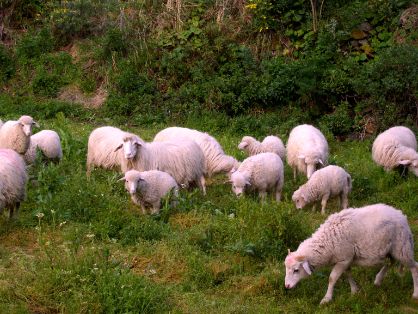Autor: ASOCIACIÓN DE CRIADORES DE OVEJA PALMERA <br/>Comentario: Rebaño pastando.