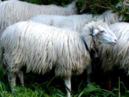 Autor: ASOCIACIÓN DE CRIADORES DE OVEJA PALMERA <br/>Año:2007.<br/>Sexo: hembra. <br/>