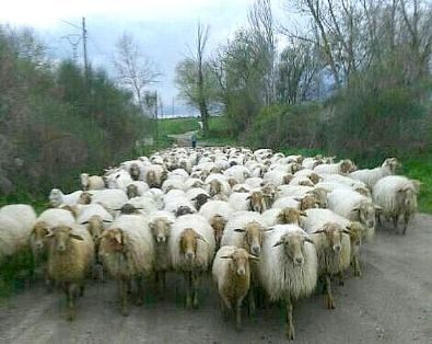 Imagen facilitada por la ASOCIACIÓN DE CRIADORES DE GANADO OVINO DE LA RAZA RUBIA DEL MOLAR.<br/>Rebaño.