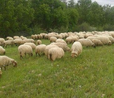Imagen facilitada por la ASOCIACIÓN DE CRIADORES DE GANADO OVINO DE LA RAZA RUBIA DEL MOLAR.<br/>Rebaño en su medio natural.