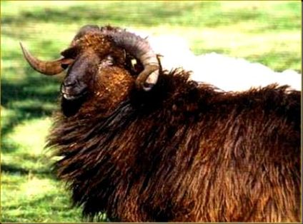 Comentario: Fotografía facilitada por FEAGAS