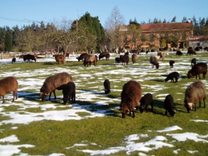 Imagen facilitada por la  ASOCIACIÓN DE CRIADORES D'OVEYA XALDA (ACOXA).<br/>Rebaño pastando en su medio natural.