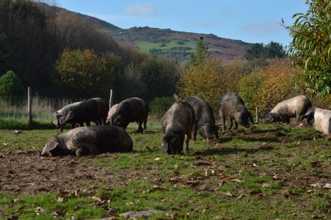 Imagen facilitada por la ASOCIACION DE CRIADORES DE GANADO PORCINO CELTA (ASOPORCEL).
