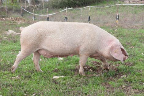 Imagen facilitada por la ASOCIACION DE CRIADORES DE GANADO PORCINO CELTA (ASOPORCEL).