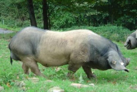 Comentario: Fotografía facillitada por FEAGAS