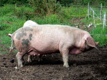 Autor: Juan Menéndez Fernández.<br/>Año: 2006.<br/>Sexo: Hembra.<br/>Imagen facilitada por la ASOCIACIÓN DE CRIADORES DE GOCHU ASTURCELTA (ACGA).