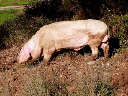 Autor: Juan Menéndez Fernández.<br/>Año: 2006.<br/>Sexo: Macho.<br/>Imagen facilitada por la ASOCIACIÓN DE CRIADORES DE GOCHU ASTURCELTA (ACGA).