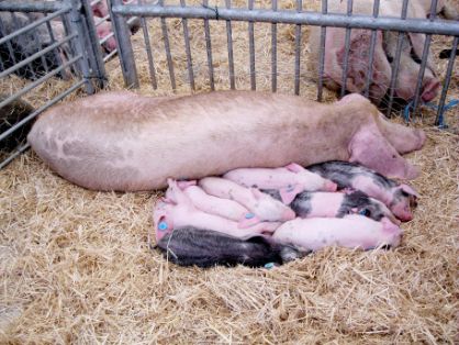 Autor: Juan Menéndez Fernández.<br/>Año: 2010.<br/>Sexo: hembra con crías.<br/>Imagen facilitada por la ASOCIACIÓN DE CRIADORES DE GOCHU...