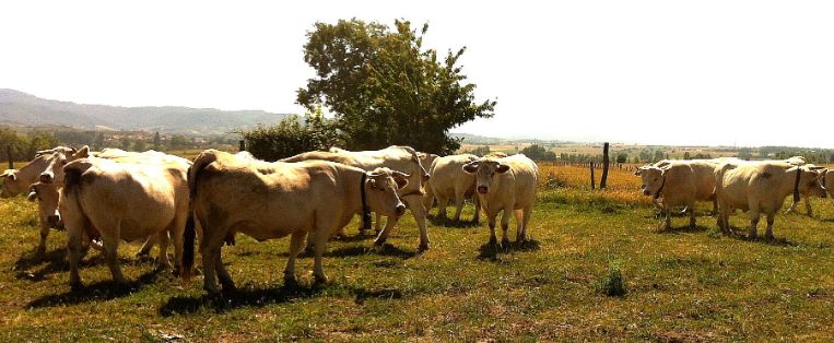 Autor:  Jorge Tovar López. <br/>Año: 2013.<br/>Comentario: animales de la raza charolesa en explotación en extensivo.<br/>Imagen facilitada por la...
