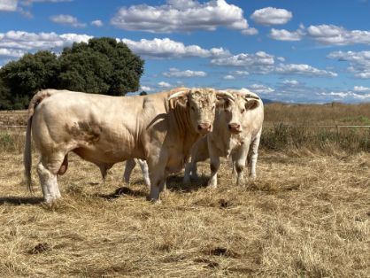 Hembra y macho raza Charolesa