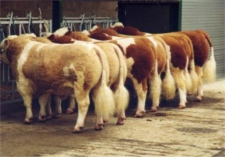 Sexo: Rebaño<br/>Comentario: Fotografía facilitada por FEAGAS