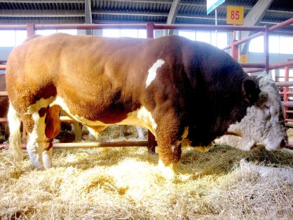 Autor: Emilio Gaspar Giménez.<br/>Año:  2010.<br/>Sexo: Macho.<br/>Comentario: Semental de nombre ROMERO con 3 años de edad, Certámen Ganadero de...