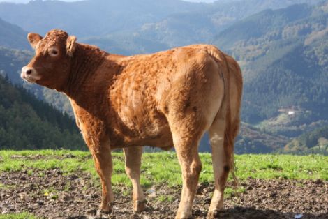 Autor: Jon Arruti Olazabal.<br/>Año: 2013.<br/>Sexo: Hembra.<br/>Imagen facilitada por la FEDERACIÓN ESPAÑOLA DE CRIADORES DE GANADO VACUNO DE LA...