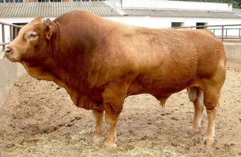 Sexo: Macho; <br/>Comentario: Fotografía propiedad del MAGRAMA