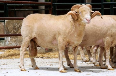 Imagen Ille de France (macho), fuente MAGRAMA.