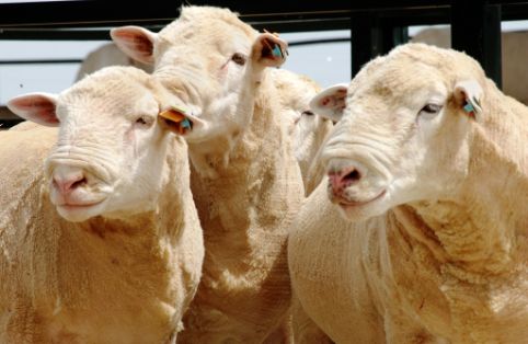 Imagen Ille de France (grupo de machos), fuente MAGRAMA.