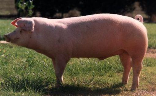 Comentario: Fotografía facilitada por FEAGAS