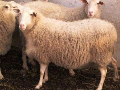 Sexo: Hembra; <br/>Comentario: Fotografía facilitada por FEAGAS