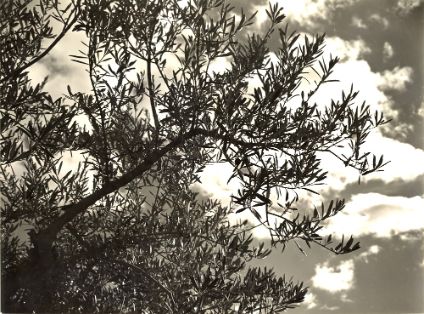 Ramas de olivo. Guadalajara. Autor: Jesús Molina González. 1959.