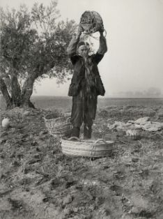 Recolección limpiando la aceituna de la hoja, Tarancón (Cuenca).<br/>Autor: José Panero Pérez. 1953<br/>