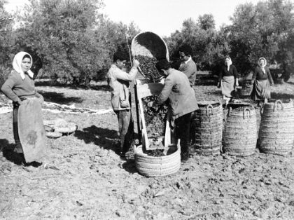 Olivo, recolección de aceitunas en olivar de 80 años, El Campillo (Úbeda, Jaén).<br/>Autora: María Josefa Rodríguez de Torres. 1961