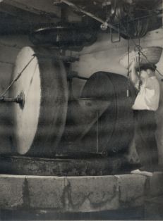 Olivo, echando aceitunas a la tolva.<br/>Autor: Eudaldo Pedrola Millán. 1955. MAPA.