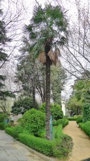 Detalle del jardín del Palacio de Fomento. Foto: C. G.