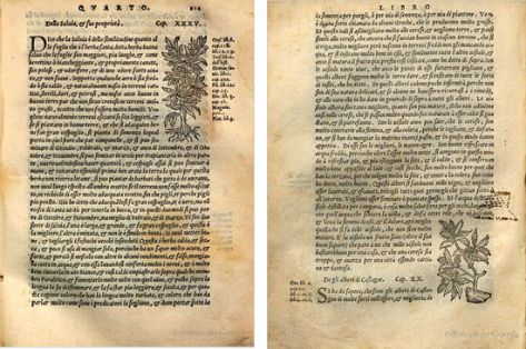 Salvia y Castaño. Xilografías de la edición italiana de 1557. Ejemplar de la  Bibliotheque du Palais des arts Ville de Lyon