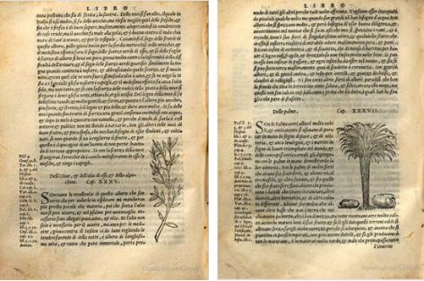 Olivo y Palma. Xilografías de la edición italiana de 1557. Ejemplar de la  Bibliotheque du Palais des arts Ville de Lyon