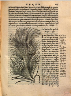 Pino. Xilografía de la edición italiana de 1568. Ejemplar de la  Bibliotheque du Palais des arts Ville de Lyon
