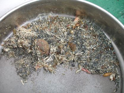 Tamizado para clasificación de material obtenido en muestreos del fondo marino.