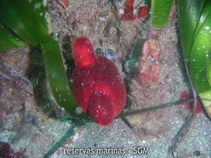 Autor: Antonio Frías Titulo: Ascidia 