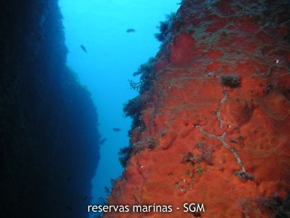 Autor: Antonio Frías Titulo: Roca con esponjas, Loma Pelada. 