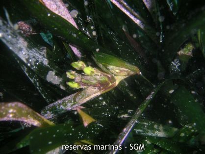 Autor: Antonio Frías Titulo: Flor de Posidonia (Posidonia oceanica) 