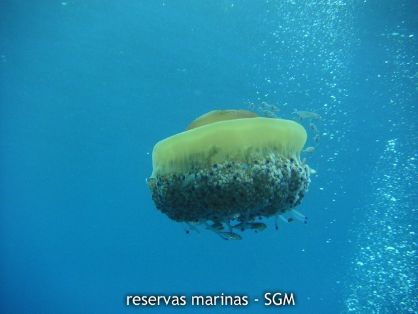 Autor: Antonio Frías Titulo: Medusa aguacuajada (Cotylorhiza tuberculata) 