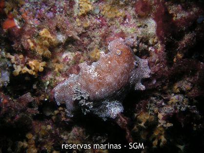 Autor: Antonio Frías Titulo: Nudibranquio 