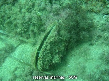 Autor: Antonio Frías Titulo: Nacra (Pinna nobilis) 