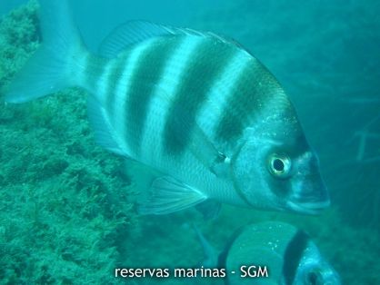 Autor: Antonio Frías Titulo: Sargo Soldado (Diplodus cervinus) 