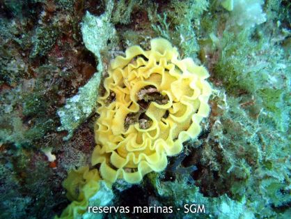 Autor: Ekosub Titulo: Puesta de huevos de nudibranquio 