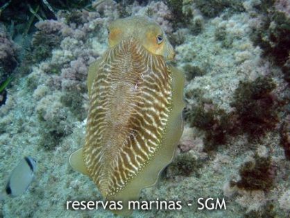 Autor: Ekosub Titulo: Sepia o Jibia (Sepia officinalis) 