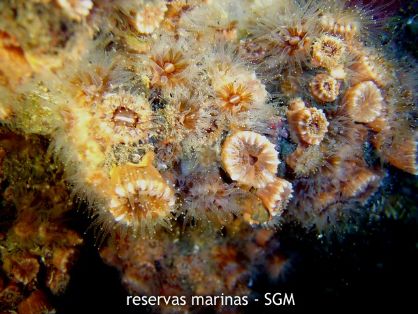 Autor: Conaima Titulo: Organismos sésiles 