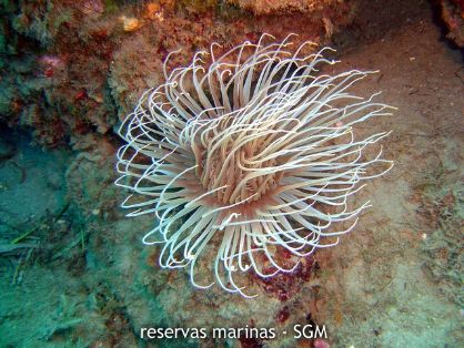 Autor: Conaima Titulo: Anémona (Cerianthus membranaceus) 