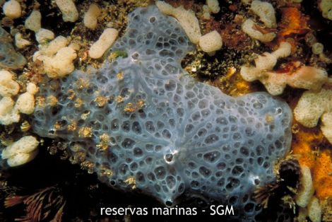 Autor: Diego Moreno Titulo: Esponja (Archivoe tevallor) 