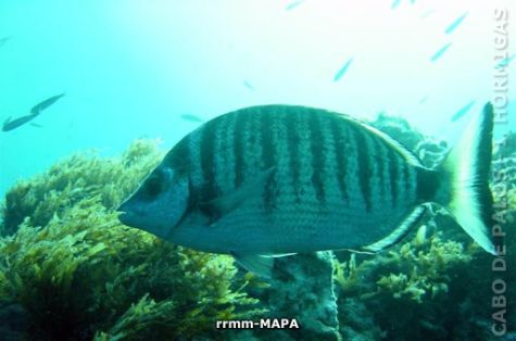 Autor: Desconocido Titulo: Sargo picudo Diplodus puntazzo)